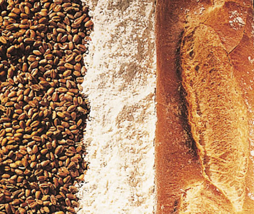Protégé : Atelier : du blé au pain